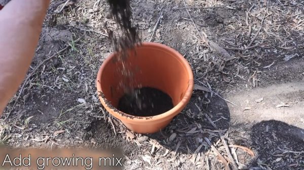 Hoe plant je eigenlijk een boom?