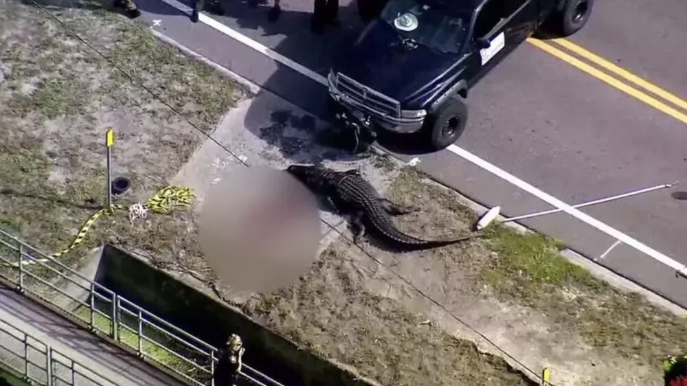 Bizar: man ziet onderweg naar sollicitatie alligator met een menselijk lichaam in z'n bek