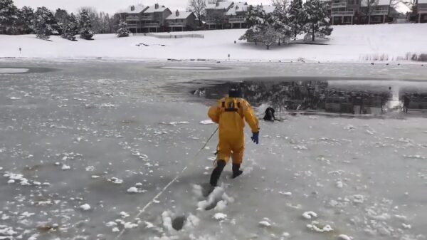 Brandweer komt met redding van de dag en trekt hond uit het water
