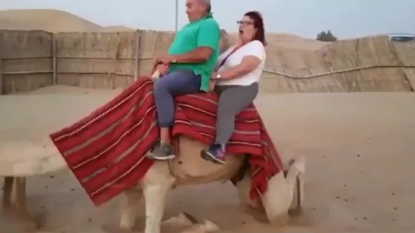 Waarom je als obesi-toerist niet op de rug van een kameel moet gaan zitten