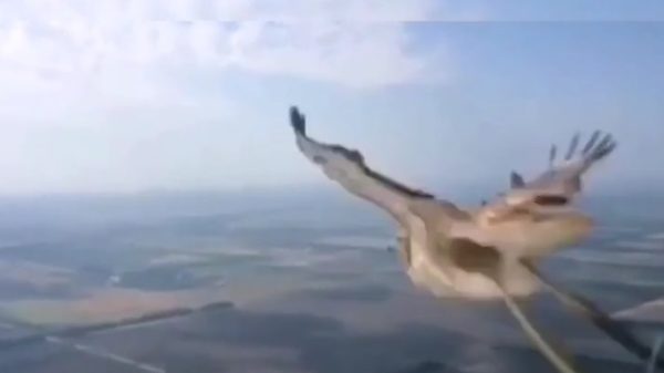 Vogeltje versus voorruit van een vliegtuig loopt eigenlijk precies af zoals je verwacht