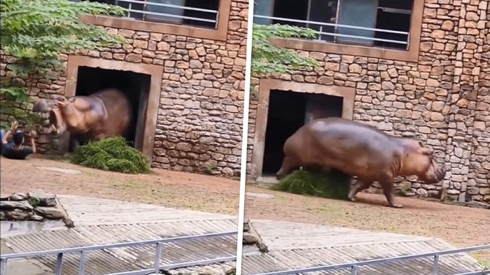 Deze dierenverzorger beseft nu ook waarom nijlpaarden zo gevaarlijk zijn