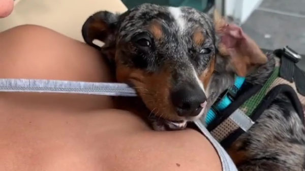 Het moment dat je ineens heel graag een puppy wil zijn