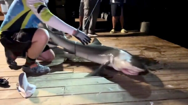 Een hersenatleet ontdekt dat je een haai beter niet met je handen vangt
