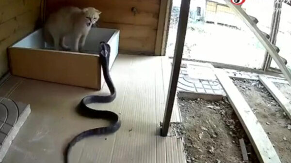 Kat blijkt totaal geen angst voor enorme cobra te hebben