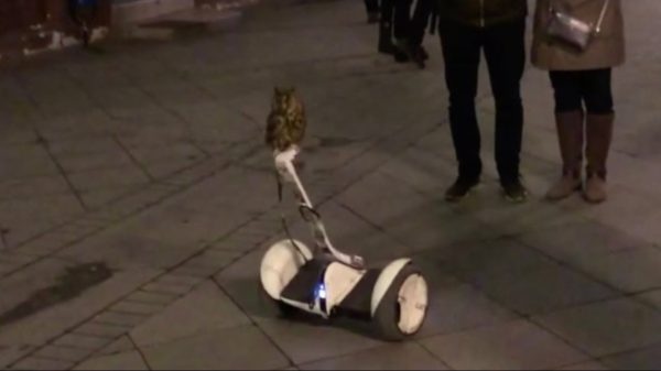 Heb je ooit al eens een uil op een Segway zien rijden?