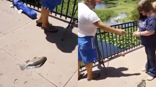 Tofu-gekkies vergelijken vissen met kindermoord