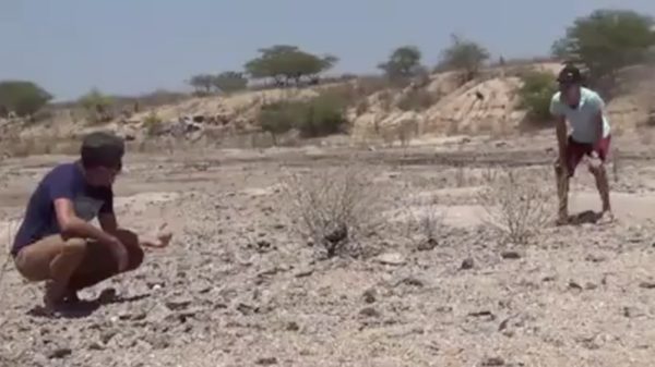 Cowboykoter laat zien hoe agressief wespen kunnen zijn!