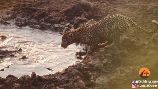 Luipaard gaat voor de makkelijke maaltijd dankzij opgedroogde vijver vol met vis