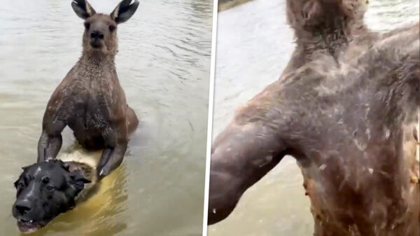 Australiër aangevallen door kangoeroe die zijn hond wilde verdrinken