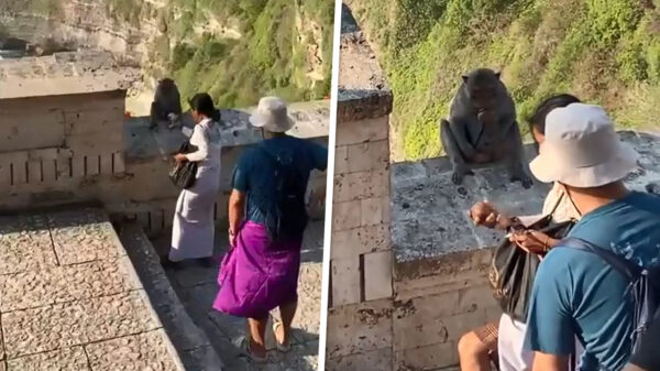 Als je op Bali je telefoon terug wil dan moet je eerst met deze brutale aap onderhandelen