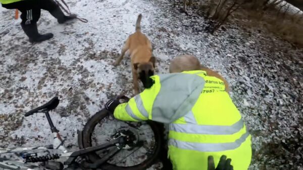 Mountainbiker aangevallen door 'speelse honden' tijdens een ritje in het bos