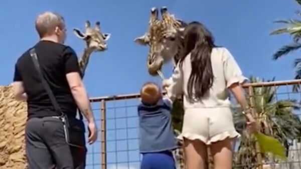 Die keer dat hun zoon bijna door een giraf werd ontvoerd