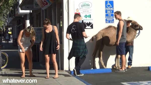 Potverdomme zeg, wat heb jij een ontzettend grote kamelenteen