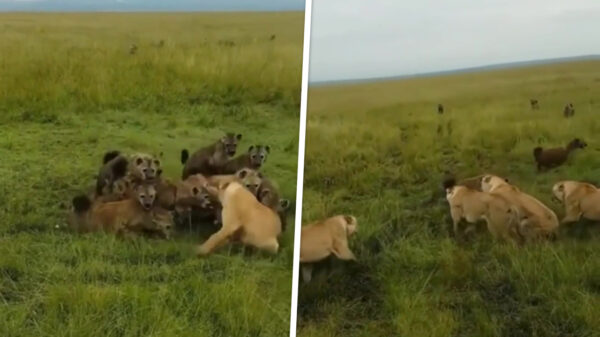 Leeuwin wordt door haar troep van een aantal hongerige hyena's gered