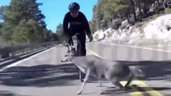 Wielrenner wordt door hert keihard van fiets gelanceerd