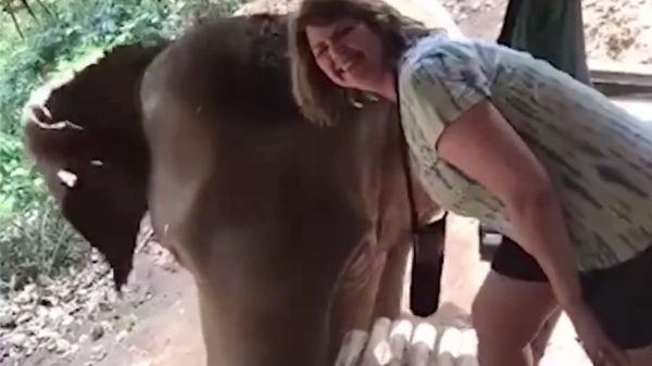 Uit de oude doos: olifant wil graag op de foto met een beschermd diersoort