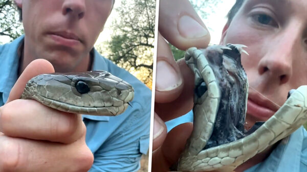Freek Vonk laat de hoektanden van de giftigste slang van Afrika zien