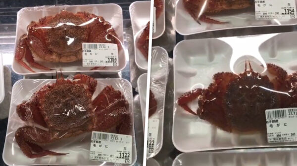 In Japanse supermarkten koop je pas écht verse krab