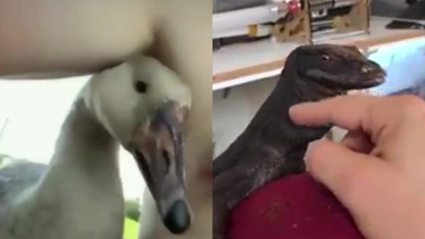 Het bewijs dat de meeste dieren gewoon een teringhekel aan ons hebben