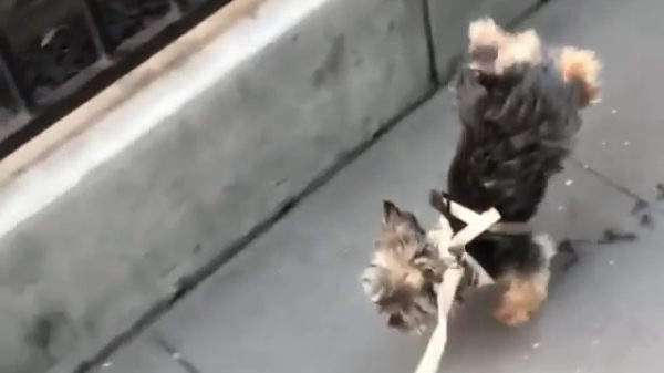 Als je hond moet plassen en zijn achterpootjes graag droog houdt