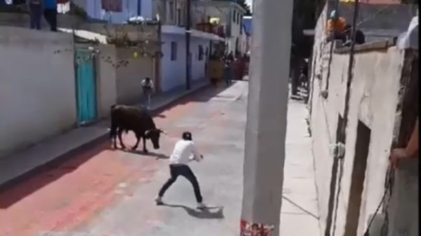 Malloot wordt hard tegen de vlakte geknuffeld als hij een stier uitdaagt