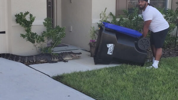 Die keer dat in Florida een krokodil werd gevangen met een vuilnisbak
