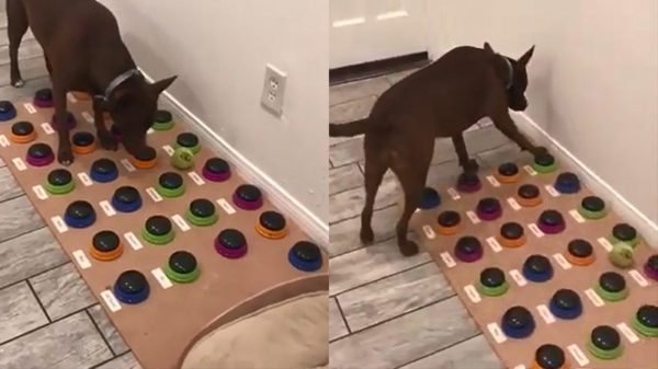 Communiceren met je viervoeter gaat superhandig met een soundboard