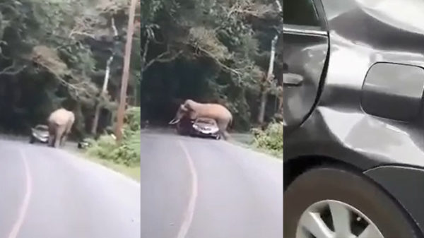 Dombo plet auto in Thailand als hij besluit hem gezellig te knuffelen