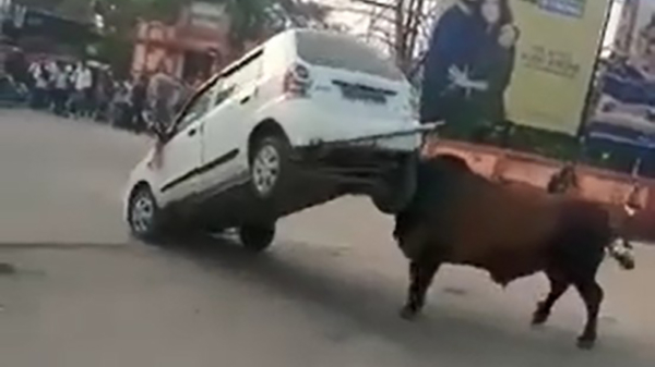 Behulpzame stier probeert auto met startproblemen aan te duwen