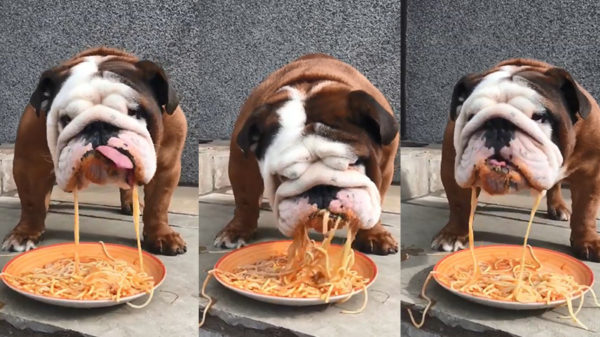 Feelgood-video van de dag: Brutus geniet van zijn bordje spaghetti