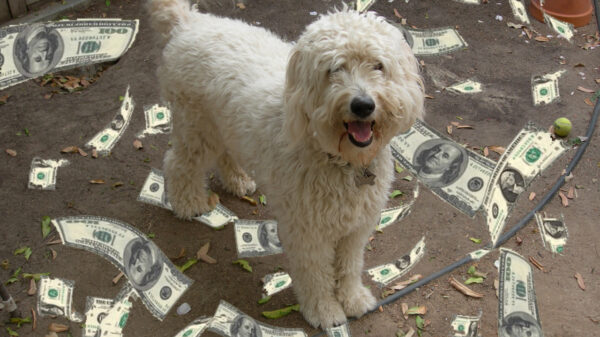 Amerikaanse hond eet 4.000 dollar op, baasjes op zoek naar snippers