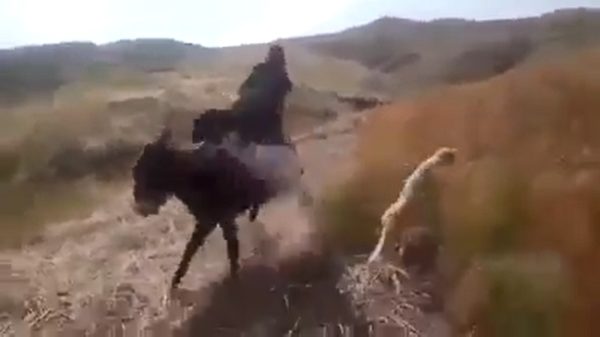 Noemen ze dit nou "ezeltje schrikje"?