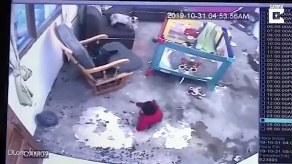 Kat redt peuter en voorkomt dat hij van de trap stuitert