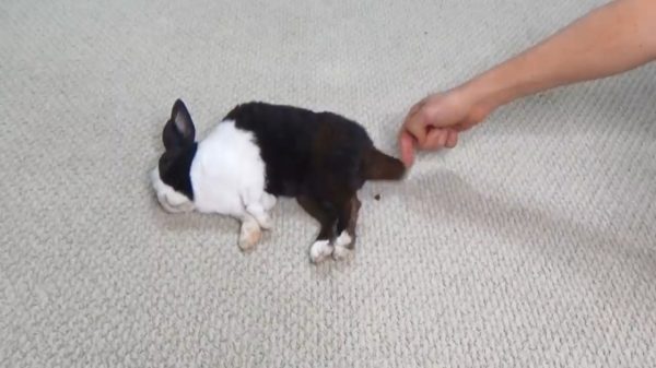 Puur voor de wetenschap: slapende konijnen poepen wanneer je hun staart aanraakt