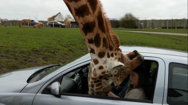 Muts doet raam dicht als de giraffe iets te dichtbij komt