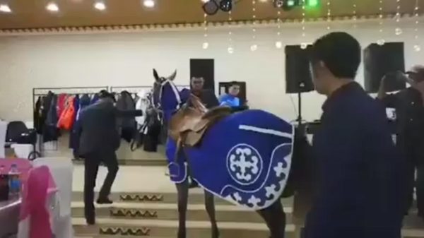 Flapdrol wil zijn paard showen op een iets te gladde tegelvloer