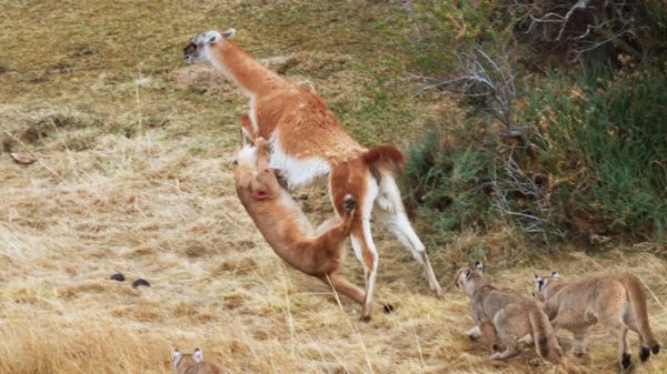 Poema probeert een guanaco, die drie keer haar gewicht is, te doden