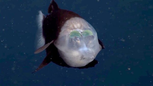 Wel eens een diepzeevis met een doorzichtige kop gezien?
