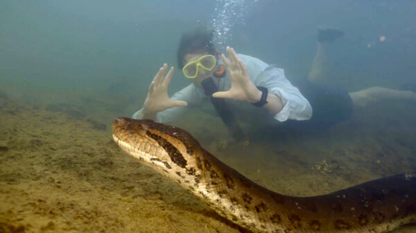 Freek Vonk "ontdekt" grootste slangensoort ter wereld: de groene anaconda