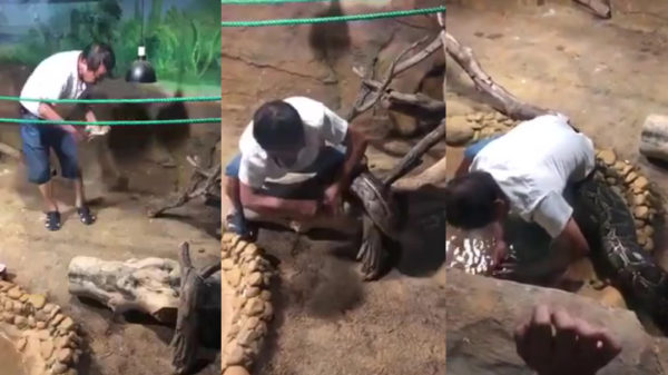 Het voeren van een enorme slang is niet zonder gevaar