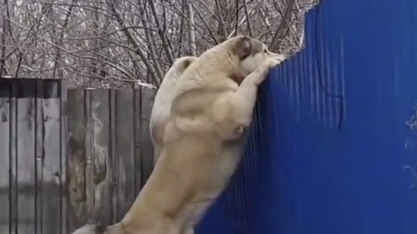 Het 'Pas op: hier waak ik'-bordje was nog nooit zo toepasselijk