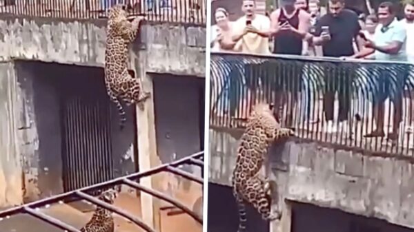 Jaguar wil ontsnappen en klimt omhoog in de dierentuin van Brasilia