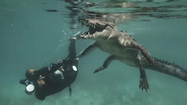 Waaghalzen poedelen doodleuk met een levensgevaarlijke zoutwaterkrokodil