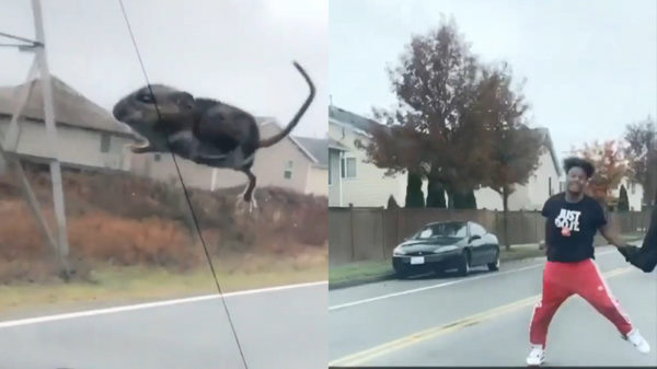 Automobilist schrikt zich te pletter als een muis via het zonnedak naar binnen vliegt