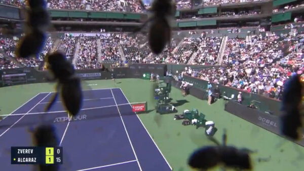 Tenniswedstrijd tussen Carlos Alcaraz en Alexander Zverev stilgelegd vanwege enorme zwerm bijen