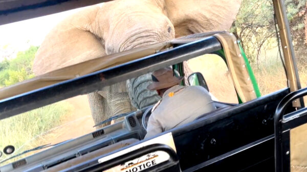 Angstig moment: boze olifant valt een groepje toeristen aan in Zuid-Afrika