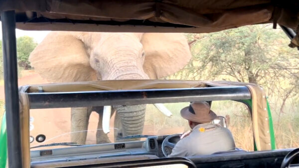 Angstig moment: boze olifant valt een groepje toeristen aan in Zuid-Afrika