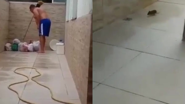 Intelligente rat laat zich niet zomaar verdelgen