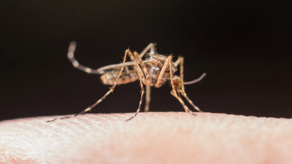 Dus jij dacht dat Nederlandse muggen erg waren?